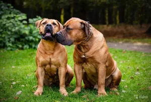 Photos supplémentaires: Boerboel sud-africain