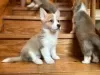 Photo №1. welsh corgi - à vendre en ville de Uusikaupunki | négocié | Annonce №55305