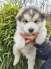 Photo №4. Je vais vendre malamute de l'alaska en ville de Slovenj Gradec. annonce privée - prix - 1300€