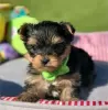 Photo №2 de l'annonce № 127880 de la vente yorkshire terrier - acheter à USA annonce privée