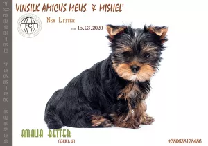 Photo №2 de l'annonce № 6721 de la vente yorkshire terrier - acheter à Ukraine de la fourrière, éleveur