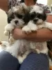 Photo №1. shih tzu - à vendre en ville de Nuremberg | 284€ | Annonce №70950