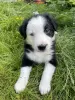 Photo №2 de l'annonce № 64139 de la vente border collie - acheter à USA annonce privée