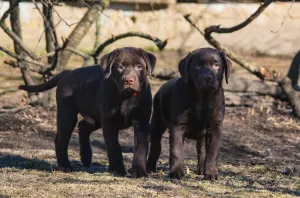 Photo №2 de l'annonce № 5995 de la vente labrador retriever - acheter à Fédération de Russie de la fourrière