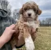 Photo №2 de l'annonce № 71709 de la vente labradoodle - acheter à Australie annonce privée, éleveur