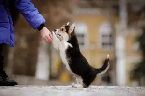 Photos supplémentaires: Chic Welsh Corgi Pembroke Chiots