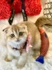 Photo №1. scottish fold - à vendre en ville de Гриндельвальд | Gratuit | Annonce № 129220