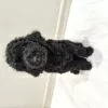 Photo №1. caniche (nain) - à vendre en ville de Minsk | 357€ | Annonce №114391