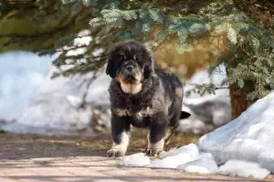 Photo №1. dogue du tibet - à vendre en ville de Saint-Pétersbourg | 710€ | Annonce №1820