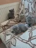 Photo №1. british shorthair - à vendre en ville de Довилаи | négocié | Annonce № 32246