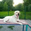 Photo №1. labrador retriever - à vendre en ville de Москва | 308€ | Annonce № 64461