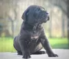 Photo №2 de l'annonce № 129035 de la vente cane corso - acheter à Serbie 