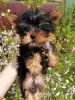 Photos supplémentaires: Chiot Yorkie au visage de bébé