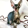 Photo №1. peterbald - à vendre en ville de Saint-Pétersbourg | négocié | Annonce № 10039