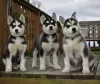 Photo №1. husky de sibérie - à vendre en ville de Drawsko Pomorskie | 332€ | Annonce №11230