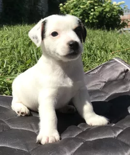 Photo №4. Je vais vendre jack russell terrier en ville de Zheleznogorsk. annonce privée - prix - 1288€