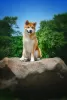 Photos supplémentaires: Garçon Akita Inu (Hachiko)