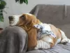 Photo №1. basset hound - à vendre en ville de Москва | 571€ | Annonce №13187