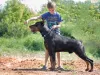 Photos supplémentaires: Chiots Dobermann - Dan Smile Helgi et Adal Eskae Vangard, nés le 25.08.2020.