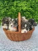 Photo №2 de l'annonce № 99361 de la vente welsh corgi - acheter à Allemagne 