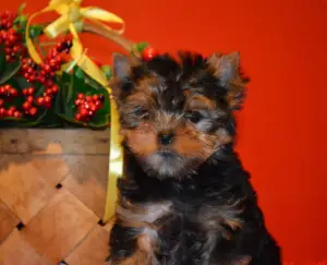 Photo №1. yorkshire terrier - à vendre en ville de Miass | 213€ | Annonce №3104