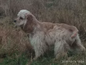 Photo №1. cocker américain - à vendre en ville de Minsk | Négocié | Annonce №5122