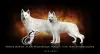 Photo №1. berger blanc suisse - à vendre en ville de Черњики | 1500€ | Annonce №51322