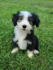 Photo №1. bearded collie - à vendre en ville de Tennessee City | Gratuit | Annonce №110091