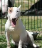 Photos supplémentaires: Chiots bull terrier miniatures