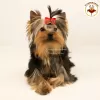 Photo №3. Chiot de race Yorkshire Terrier. Documents internationaux de la KSU.. Ukraine