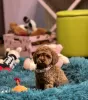 Photos supplémentaires: Chiots caniches jouets