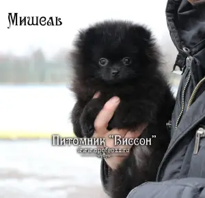 Photos supplémentaires: Beau chiot d'un spitz de Poméranie. Fille noire