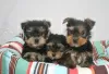 Photo №1. yorkshire terrier - à vendre en ville de Albinen | 250€ | Annonce №129286