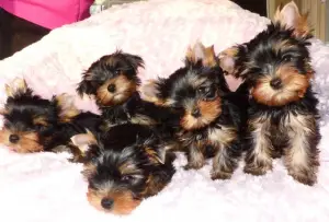 Photo №1. yorkshire terrier - à vendre en ville de Berlin | 1200€ | Annonce №1094