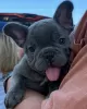 Photo №1. bouledogue - à vendre en ville de Vilnius | négocié | Annonce №71200