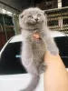 Photo №1. scottish fold - à vendre en ville de Kiev | négocié | Annonce № 95323