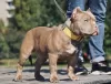 Photo №2 de l'annonce № 10861 de la vente american bully - acheter à Fédération de Russie éleveur