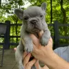 Photo №1. bouledogue - à vendre en ville de Hamar | Gratuit | Annonce №95968