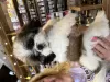 Photo №4. Je vais vendre shih tzu en ville de Haifa. annonce privée, éleveur - prix - négocié