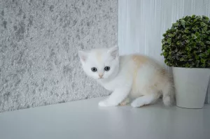 Photo №4. Je vais vendre british shorthair en ville de Grodno. éleveur - prix - 278€