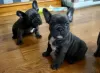 Photo №1. bouledogue - à vendre en ville de Bremen | 400€ | Annonce №130439