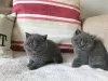 Photo №1. british shorthair - à vendre en ville de Colona | négocié | Annonce № 44310