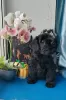 Photo №1. schnauzer miniature - à vendre en ville de Москва | 554€ | Annonce №92141