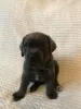 Photo №1. cane corso - à vendre en ville de Москва | négocié | Annonce №8933