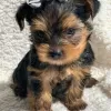 Photo №1. biewer yorkshire terrier - à vendre en ville de Ylläsjärvi | Gratuit | Annonce №128362