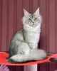 Photo №1. maine coon - à vendre en ville de Texas City | 473€ | Annonce № 105634