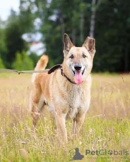 Photo №3. Chien bien élevé et confortable pour la vie. Fédération de Russie