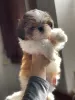 Photo №1. shih tzu - à vendre en ville de Kharkov | 597€ | Annonce №9881