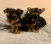 Photo №2 de l'annonce № 71688 de la vente yorkshire terrier - acheter à Australie annonce privée, éleveur