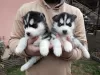 Photo №1. husky de sibérie - à vendre en ville de Knjazevac | négocié | Annonce № 34238